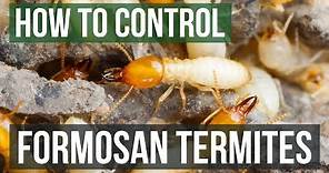 How to Control Formosan Termites