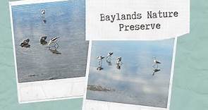 Best Bird Watching in Bay Area - Baylands Nature Preserve - Birds by the Bay