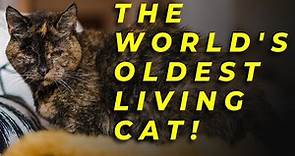 The World's Oldest Living Cat!