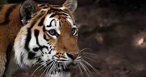 Salva al tigre. Stop tráfico de especies