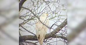 Extremely Rare White Bald Eagle Filmed In Oklahoma Raises Hunting Fears