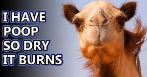 Camel facts: what is a wild camel? | Animal Fact Files