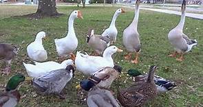 Feeding the Ducks & Geese at the Park