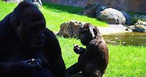 La gorila Virunga nacida en BIOPARC Valencia cumple 3 años