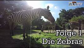 Kinder-Zoo-Film 2016, Folge 1: Die Zebras