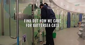 We’re all in, for them | Life in the Battersea Cattery