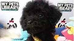 Black Tiny Toy Poodle Puppy (Female) For Sale 7