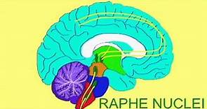 SEROTONIN & ANXIETY: RAPHE NUCLEUS