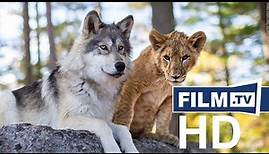 Der Wolf und der Löwe Trailer Deutsch German (2021)