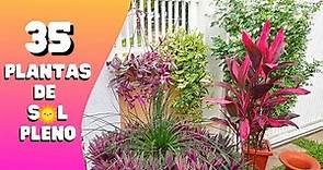 35 PLANTAS de SOL PLENO / Flores / Jardinagem