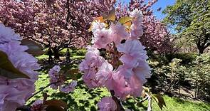 Sights and smells of spring: Peak cherry blossoms at Brooklyn Botanic Garden