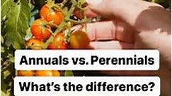 Annuals vs. Perennials