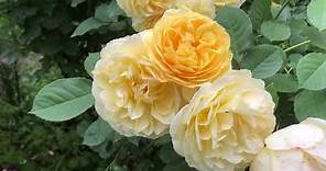 Graham Thomas Rose - World's Best Rose ?