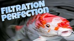 Perfect Koi fish pond filtration - everything you need to know