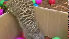 Meerkats enrichment | Perth Zoo