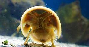 Facts: The Horseshoe Crab