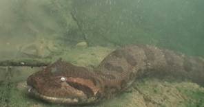 Anacondas: Tracking Elusive Giants in Brazil