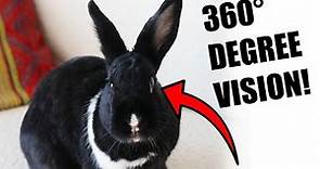 12 Most Fascinating Facts About Rabbits!