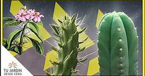 😯 ¿Cuál es el ORIGEN de los cactus | Adaptaciones actuales | ¡Algunos CACTUS conservan las hojas! 🌵
