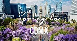 Spring in Mexico City | Best spots to see the Jacaranda Blossom Season in CDMX