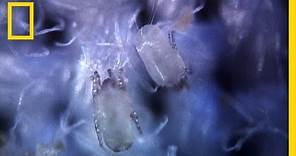Secret Life of Dust Mites | I Didn't Know That