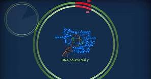 Genetica 01 - Fisiologia del genoma umano