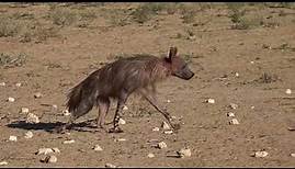 Braune Hyänen - Kgalagadi Transfrontier Park