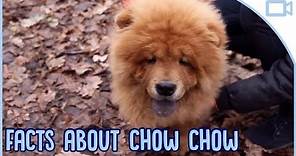 Facts About Chow Chows!