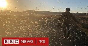 蝗蟲滿天飛 農夫用什麼方法消滅蝗蟲？－ BBC News 中文