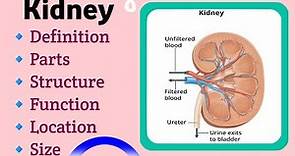 Kidney | definition of kidney | part of kidney | function of kidney | kidney anatomy and physiology
