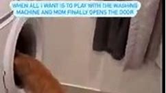 Playful Cat Is Totally Amused By Washing Machine