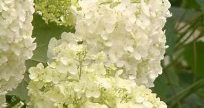 Variedades de hortensias de flor blanca - Decogarden