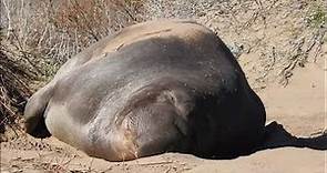 Elephant seals at Ano Nuevo State Park