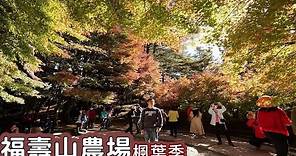 2020楓葉季來了！帶你到福壽山農場賞楓，松盧、鴛鴦湖紅葉映出紅黃綠景色
