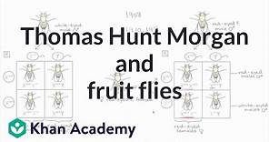 Thomas Hunt Morgan and fruit flies