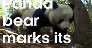 Panda bear marks territory