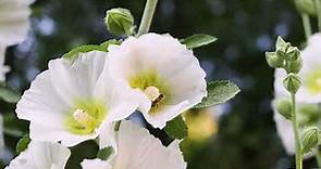 HOLLYHOCK (Alcea Rosea)