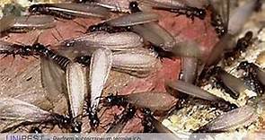 How to Perform a Subterranean Termite Job