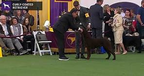 Curly-Coated Retrievers | Breed Judging 2020