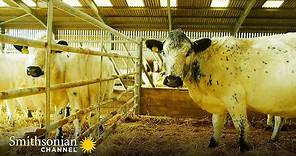 These British Cows Spend their Winters Indoors ❄️ Wild Tales from the Farm | Smithsonian Channel