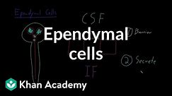 Ependymal cells | Nervous system physiology | NCLEX-RN | Khan Academy