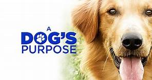 Watch A Dog's Purpose | Movie | TVNZ