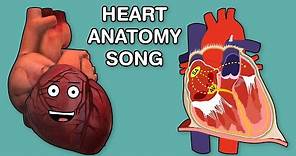HEART ANATOMY SONG