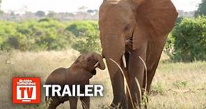 The Elephant Queen Trailer #1 (2019) | Rotten Tomatoes TV