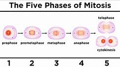 Mitosis: How One Cell Becomes Two