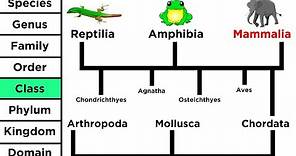 Phylogeny and the Tree of Life