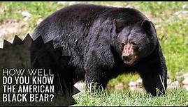 American black bear || Description, Characteristics and Facts!