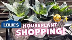 PART 2! HOUSEPLANT SHOPPING at LOWE'S & KROGER🪴✨
