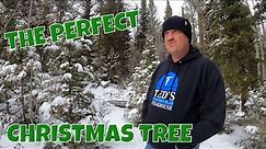 Searching for the PERFECT CHRISTMAS TREE