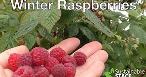 Winter Raspberries